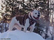 Американский бульдог от Чемпионов России 