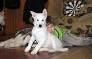 Щенки западно сибирской лайки