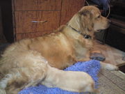 Щенок золотистого ретривера( gold retriever)