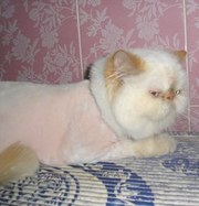 Груминг  кошек и собак мелких пород
