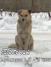 ! ! ! ! ! ! S . O . S . ! ! ! ! ! !     Ищем    дом !!!!!   Хотим   в 