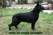 щенков европейской овчарки
