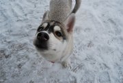ПРОПАЛА СОБАКА СИБИРСКИЙ ХАСКИ