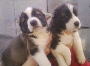 Отличные щенки Алабая