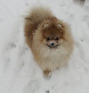 Шикарный подарок для ваших любимых!