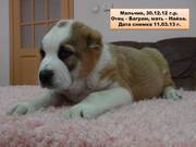 Питомник 