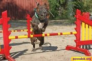 Щенки американского питбультерьера из питомника
