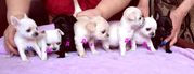 ЩЕНКИ ЧИХУАХУА ЩОУ КЛАССА