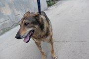 Отдаются в добрые руки Джимми и Тара 