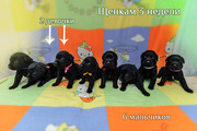 Чистокровные щенки лабрадора