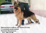 кобель для вязки