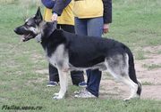 Восточноевропейской овчарки щенки (ВЕО)
